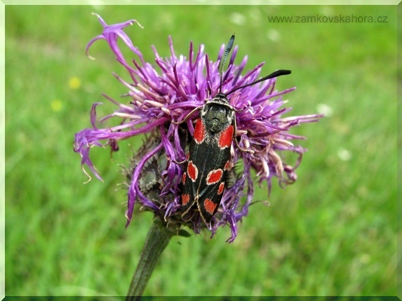 Vřetenuška ligrusová (Zygaena carniolica), 31.7.2012