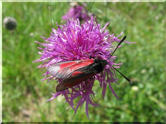 Vřetenuška mateřídoušková (Zygaena purpuralis)