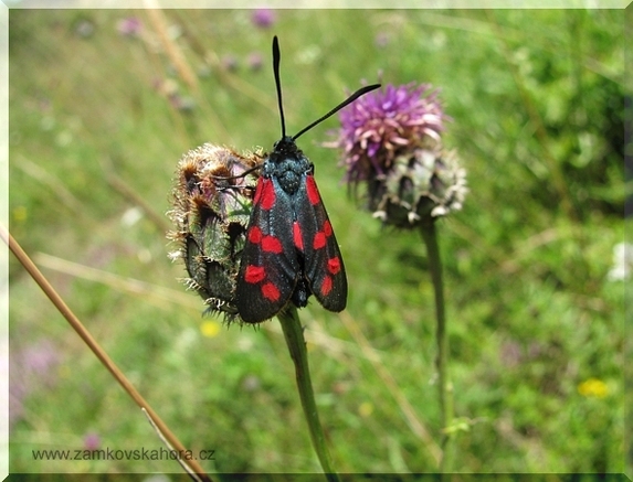 Vřetenuška obecná (Zygaena filipendulae), 27.7.2009