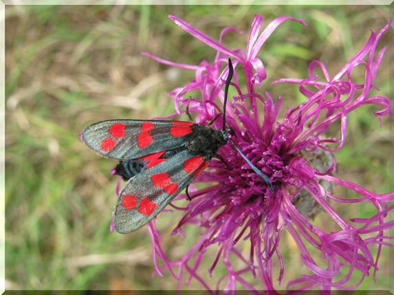 Vřetenuška obecná (Zygaena filipendulae)
