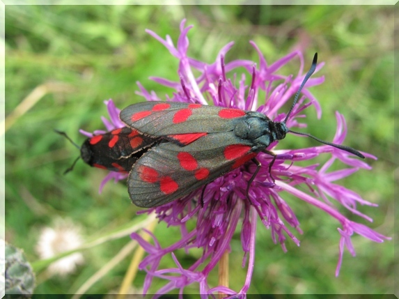 Vřetenuška obecná (Zygaena filipendulae) při kopulaci