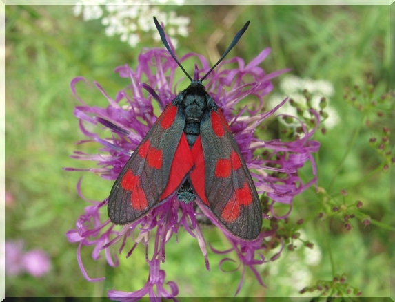 Vřetenuška obecná (Zygaena filipendulae)