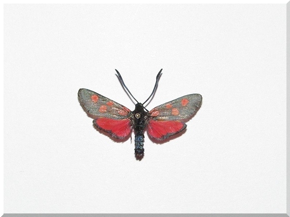 Vřetenuška štírovníková (Zygaena angelicae)