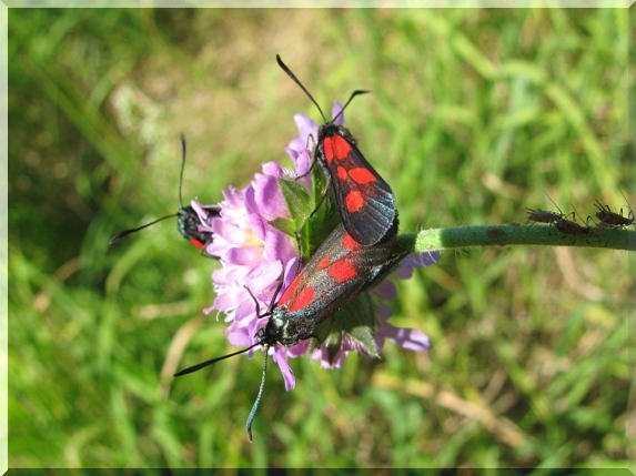 Vřetenušky komonicové (Zygaena viciae)