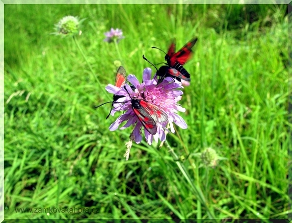 Vřetenušky kozincová (Zygaena achilleae) a štírovníková (Zygaena angelicae) na chrastavci, 4.7.2009