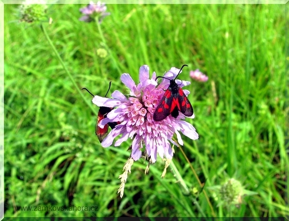 Vřetenušky štírovníkové (Zygaena angelicae) na chrastavci