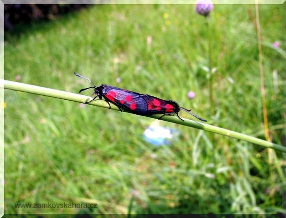Vřetenušky štírovníkové (Zygaena angelicae) při páření, 4.7.2009