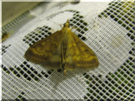 Zavíječ kukuřičný (Ostrinia nubilalis)