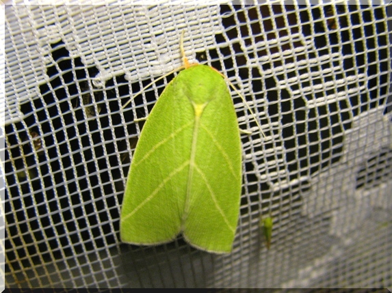 Zeleněnka dubová (Bena bicolorana)