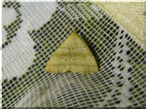 Žlutavka dlouhonosá (Polypogon tentacularia)