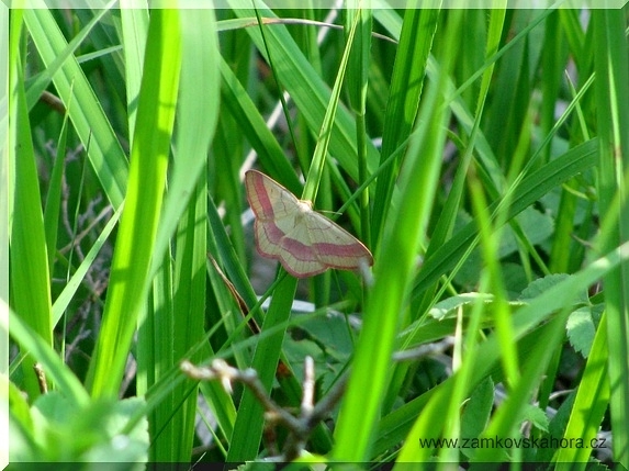 Žlutokřídlec janovcový (Rhodostrophia vibicaria), 5.6.2009