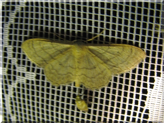 Žlutokřídlec kručinkový (Idaea aversata)