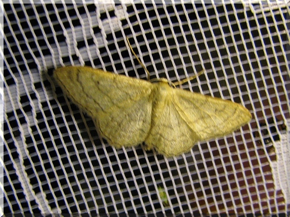 Žlutokřídlec kručinkový (Idaea aversata)