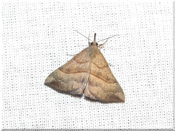 Zobonosec kopřivový (Hypena proboscidalis)