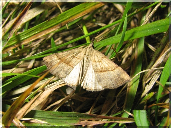 Zobonosec kopřivový (Hypena proboscidalis)