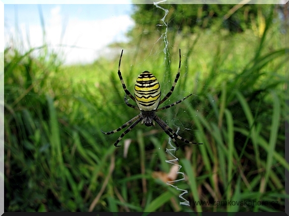 Křižák pruhovaný (Argiope bruennichi), 16.8.2009