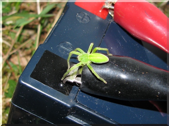 Maloočka smaragdová (Micrommata virescens)