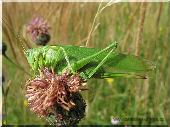 Kobylka zelená (Tettigonia viridissima), 29.7.2009