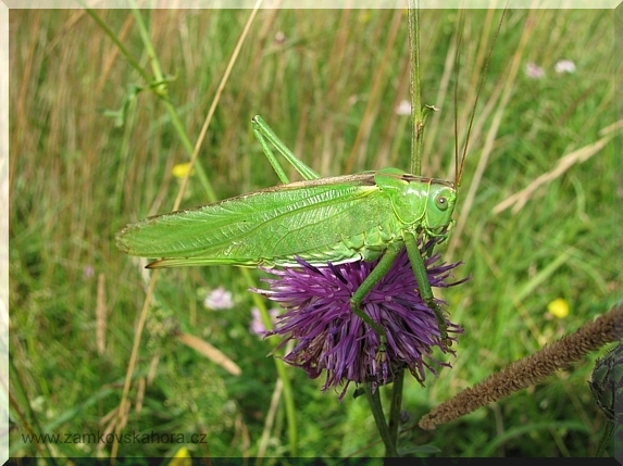 Kobylka zelená (Tettigonia viridissima), 29.7.2009