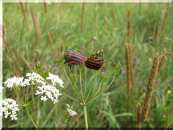 Pářící se kněžice páskované (Graphosoma lineatum)