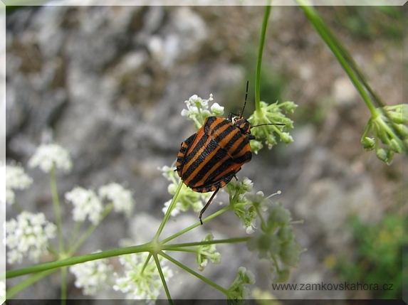 Kněžice páskovaná (Graphosoma lineatum)