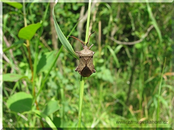 Vroubenka smrdutá (Coreus marginatus)