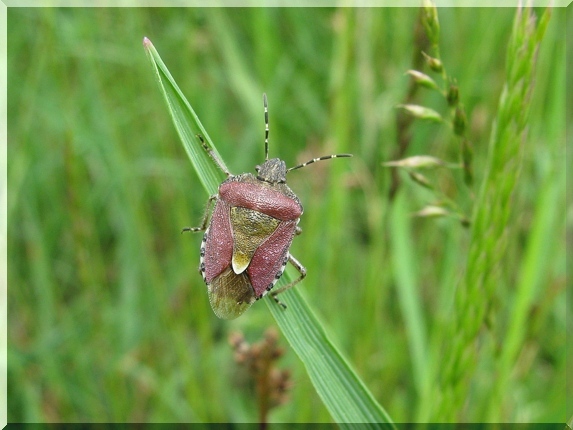 Kněžice chlupatá (Dolycoris baccarum)