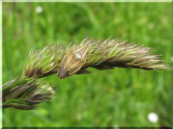 Kněžice kuželovitá (Aelia acuminata)