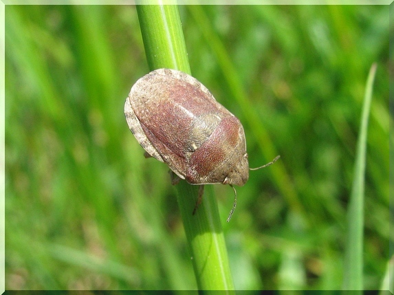 Kněžice obilná (Eurygaster maura)
