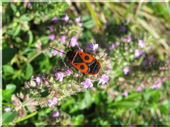 Ruměnice pospolná (Pyrrhocoris apterus)
