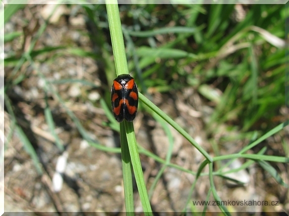 Pěnodějka červená (Cercopis vulnerata)