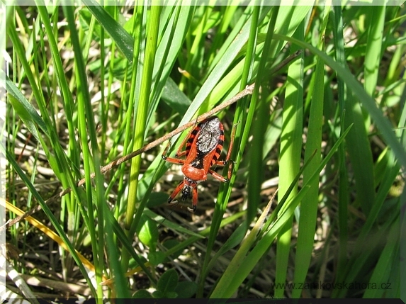 Zákeřnice červená (Rhynocoris iracundus)