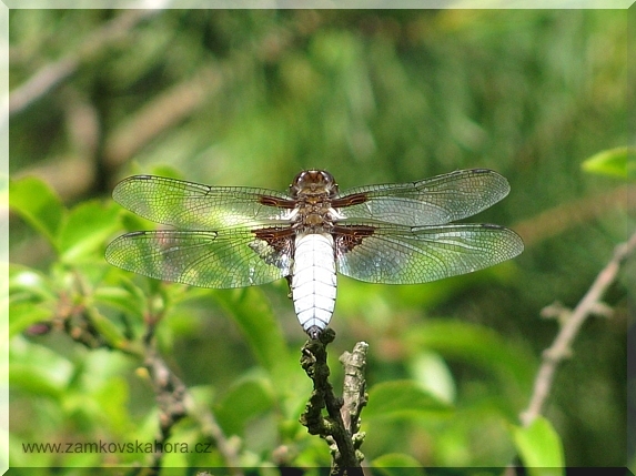 Sameček vážky ploské (Libellula depressa), 5.6.2009