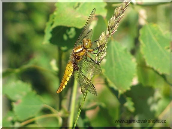 Samička vážky ploské (Libellula depressa), 17.6.2009