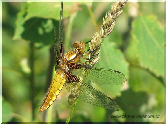 Samička vážky ploské (Libellula depressa), 17.6.2009