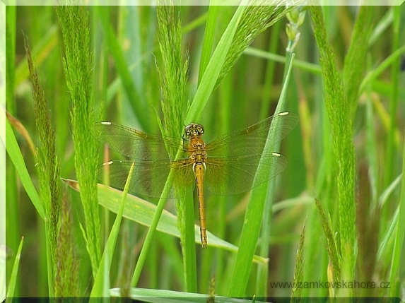 Samička vážky žlutavé (Sympetrum flaveolum)