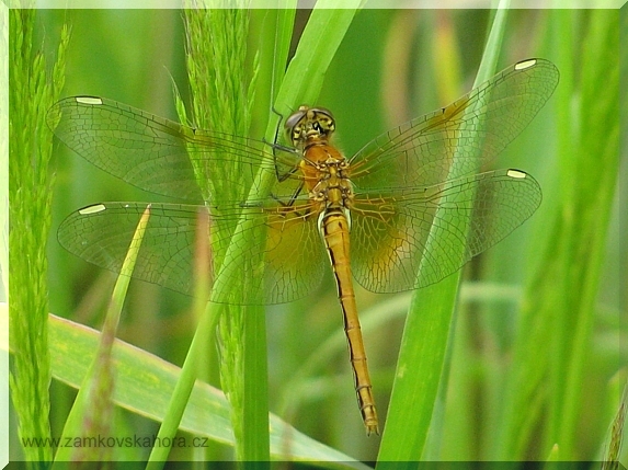Samička vážky žlutavé (Sympetrum flaveolum)