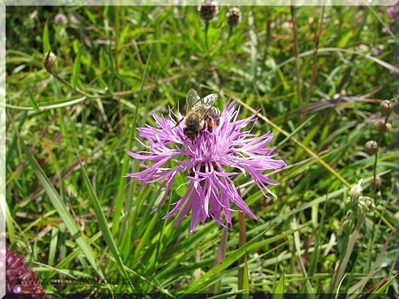 Včela medonosná (Apis mellifica)