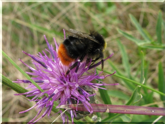 Čmelák skalní (Bombus lapidarius)