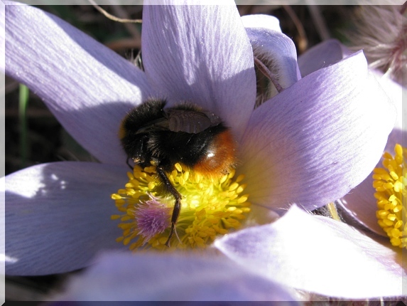 Čmelák skalní (Bombus lapidarius) na konikleci