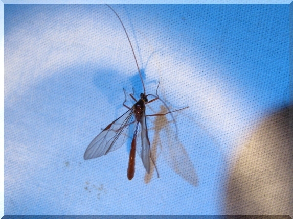 Lumek rodu Ophion