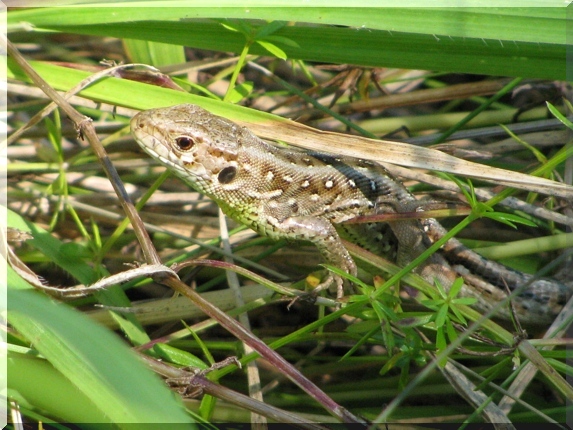 Ještěrka obecná (Lacerta agilis)