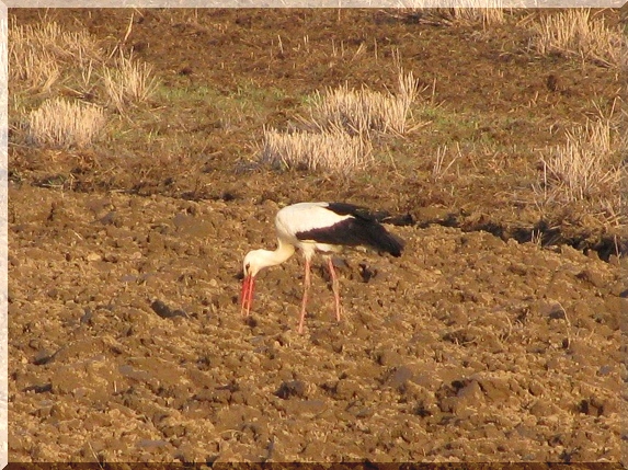 Čáp bílý (Ciconia ciconia)