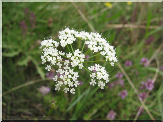 Květenství bedrníku obecného (Pimpinella saxifraga)