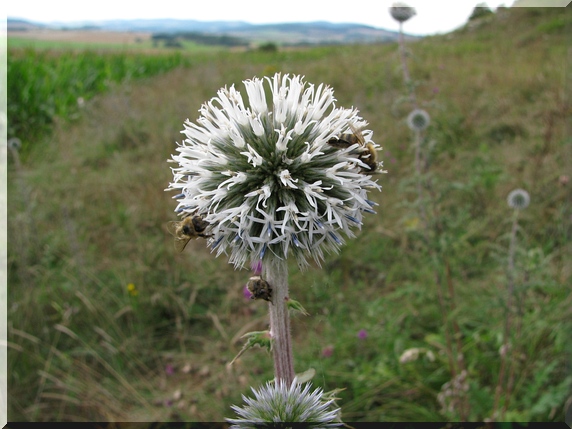 Bělotrn kulatohlavý (Echinops sphaerocephalus)