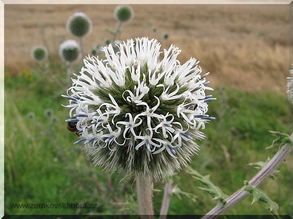 Bělotrn kulatohlavý (Echinops sphaerocephalus)