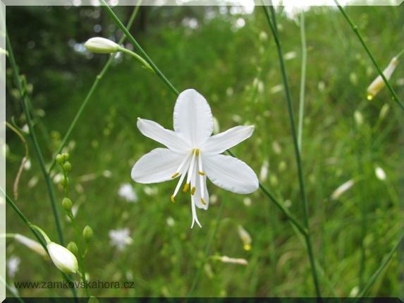 Bělozářka větevnatá (Anthericum ramosum), květ