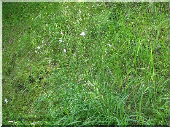 Bělozářka větevnatá (Anthericum ramosum), celkový pohled
