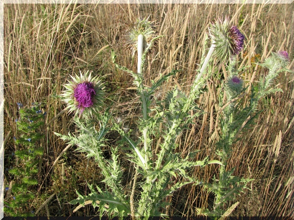 Bodlák nicí (Carduus nutans)