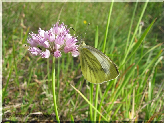 Česnek šerý (chlumní) horský (Allium senescens, L. subsp. montanum) s běláskem řepkovým